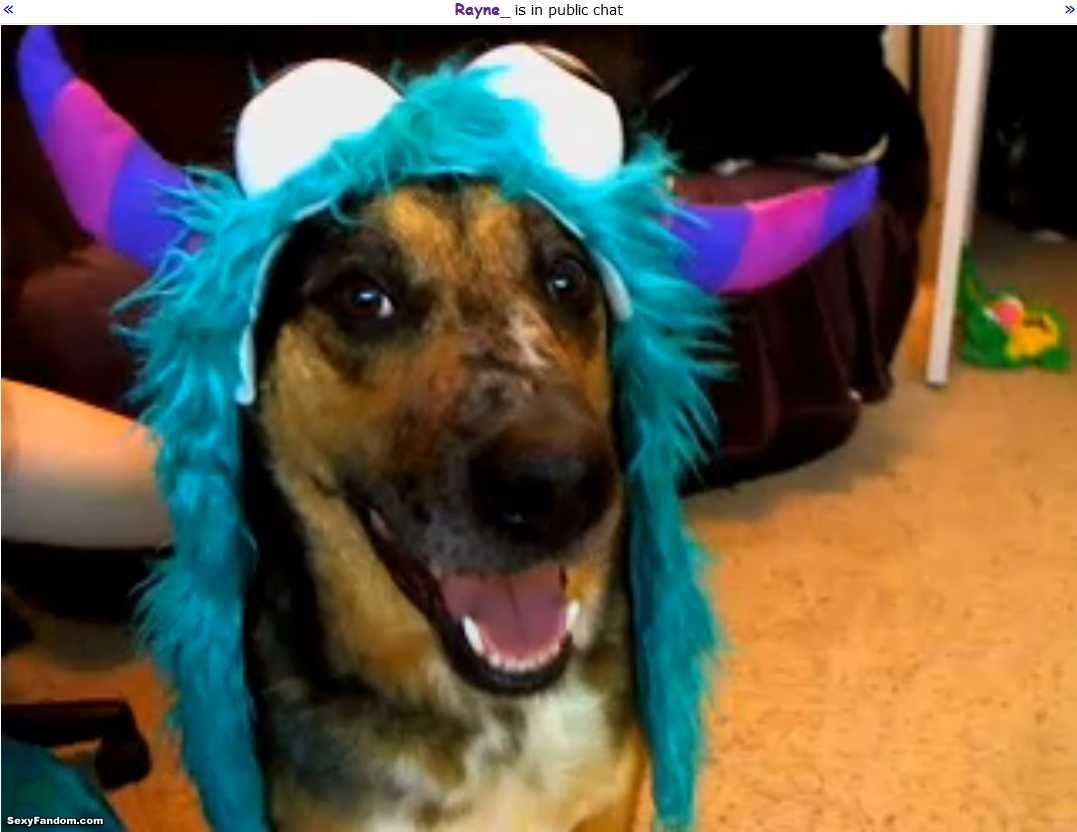 rayne_ monster hat fangs dog cam
